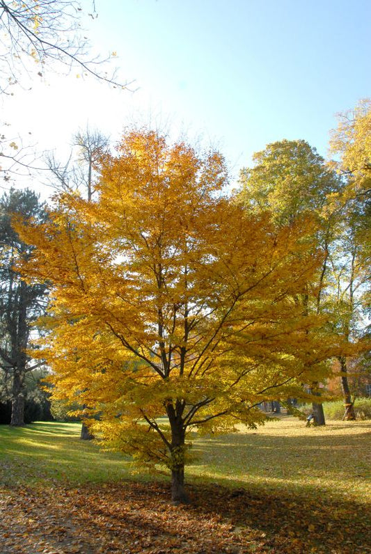 Rotbuche 'Laciniata' - Fagus sylvatica 'Laciniata'