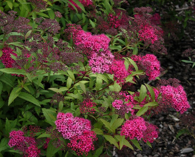 Rote Sommerspiere 'Sapho' - Spiraea japonica 'Anthony Waterer Sapho'