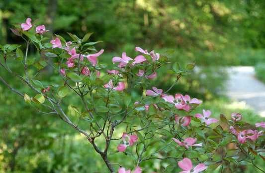 Roter Blumen-Hartriegel 'Rubra' - Cornus florida 'Rubra'
