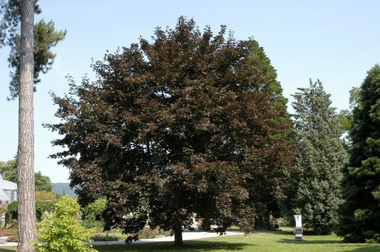 Roter Spitzahorn 'Faassen's Black' - Acer platanoides 'Faassen's Black'