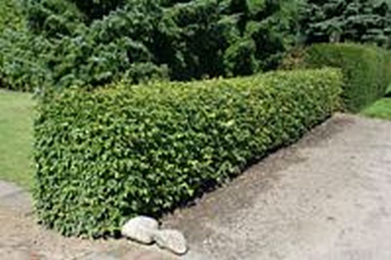 Roterle - Alnus glutinosa