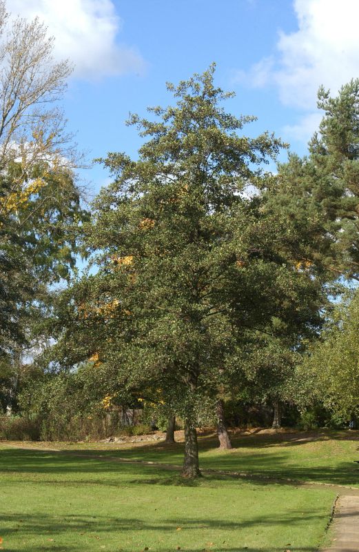 Roterle - Alnus glutinosa