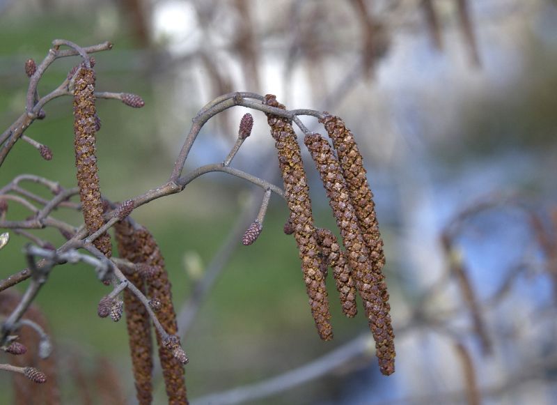 Roterle - Alnus glutinosa