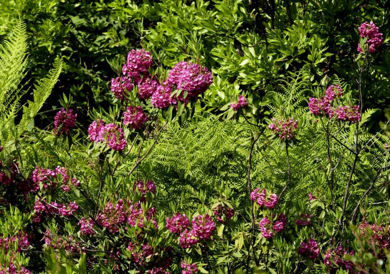 Rotes Lorbeerröslein - Kalmia angustifolia 'Rubra'