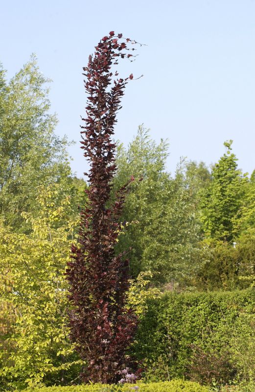Säulen-Blutbuche 'Dawyck Purple' - Fagus sylvatica 'Dawyck Purple'