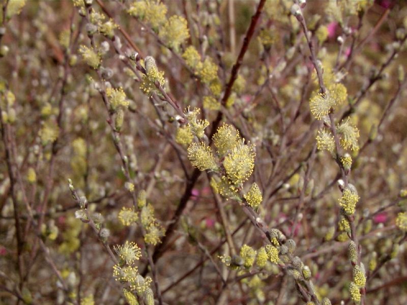 Sand-Kriechweide - Salix repens