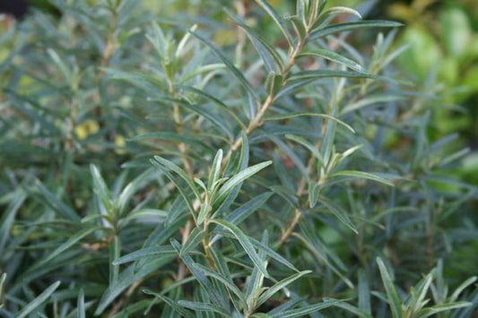 Sanddorn, männl.'Pollmix' - Hippophae rhamnoides 'Pollmix'