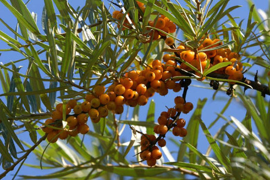 Sanddorn, weibl.'Leikora' - Hippophae rhamnoides 'Leikora'