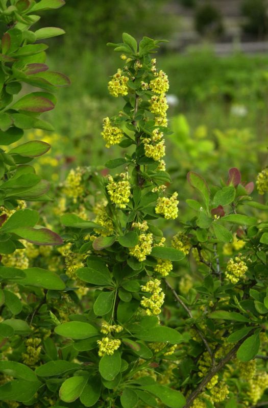 Sauerdorn - Berberis vulgaris
