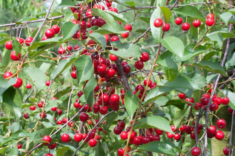 Sauerkirsche 'Heimanns Rubinweichsel' - Prunus cer.'Heimanns Rubinweichs.' CAC