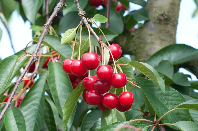 Sauerkirsche 'Morina' -S- 6.KW - Prunus cerasus 'Morina' -S- CAC