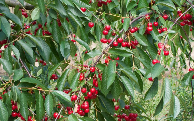 Sauerkirsche 'Morina' -S- 6.KW - Prunus cerasus 'Morina' -S- CAC