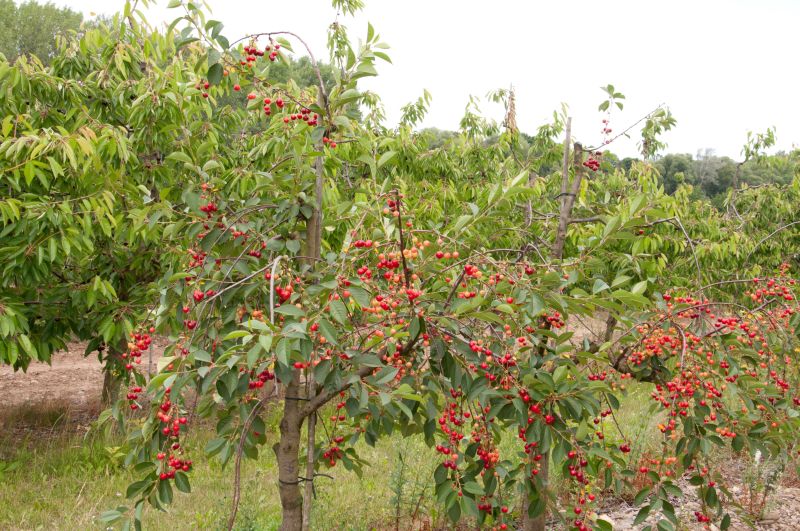 Sauerkirsche 'Schattenmorelle' 7.KW - Prunus cerasus 'Schattenmorelle' CAC