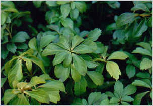 Schattengrün 'Green Carpet' ® - Pachysandra terminalis 'Green Carpet' ®