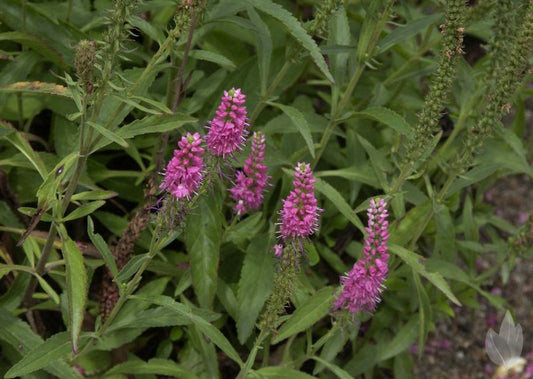 Scheinähriger Garten-Ehrenpreis Rotfuchs - Veronica spicata 'Rotfuchs'