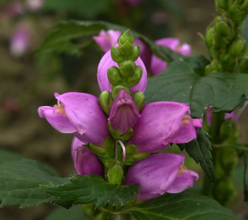 Schiefer Schlangenkopf - Chelone obliqua