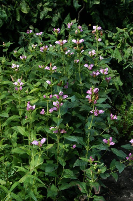 Schiefer Schlangenkopf - Chelone obliqua