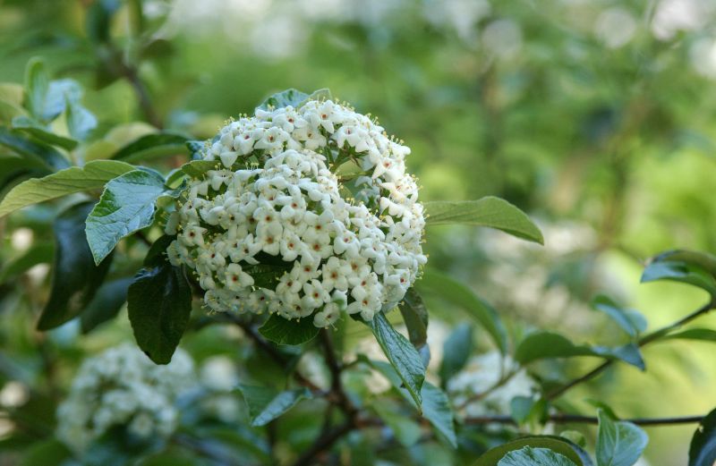 Schneeball 'Eskimo' - Viburnum 'Eskimo'