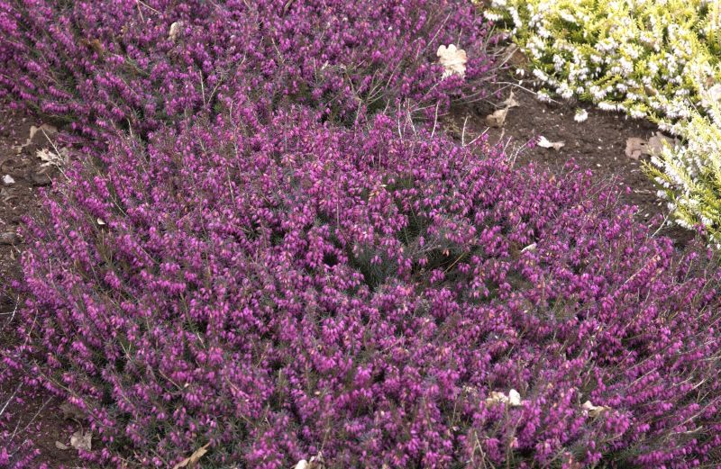 Schneeheide 'Eva' - Erica carnea 'Eva'