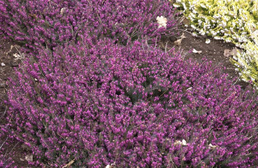 Schneeheide 'Eva' - Erica carnea 'Eva'