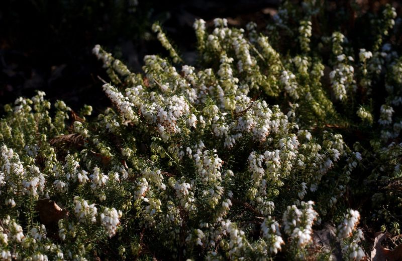 Schneeheide 'Isabell' - Erica carnea 'Isabell'
