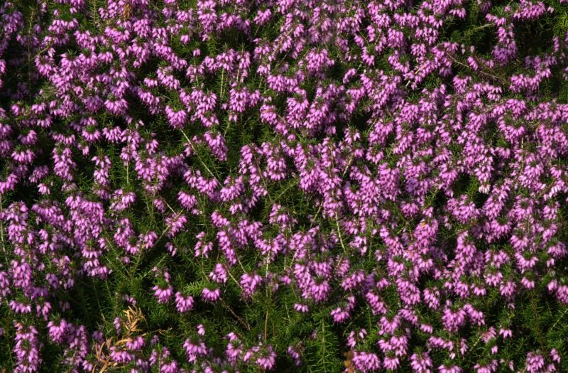 Schneeheide 'Rubinteppich' - Erica carnea 'Rubinteppich'