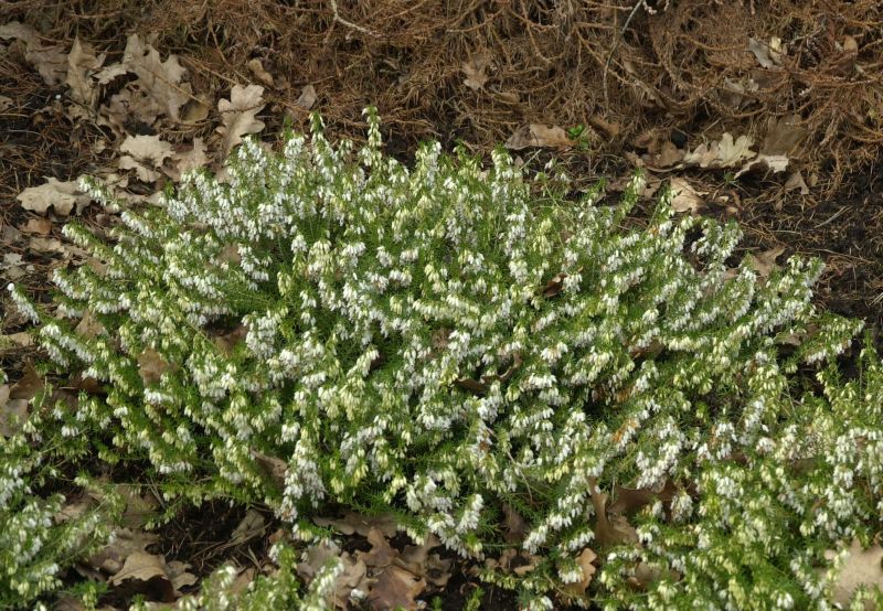 Schneeheide 'Springwood White' - Erica carnea 'Springwood White'