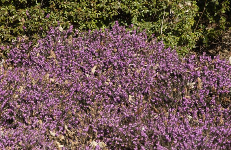 Schneeheide 'Winter Beauty' - Erica carnea 'Winter Beauty'