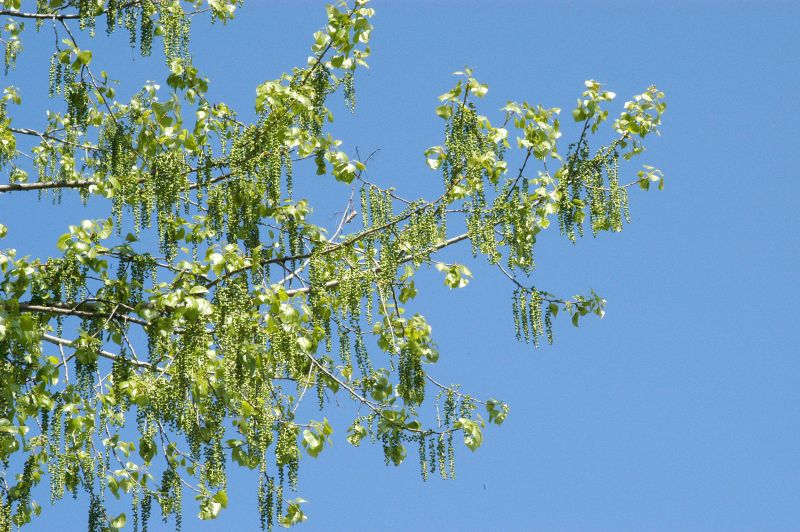 Schwarzpappel - Populus nigra