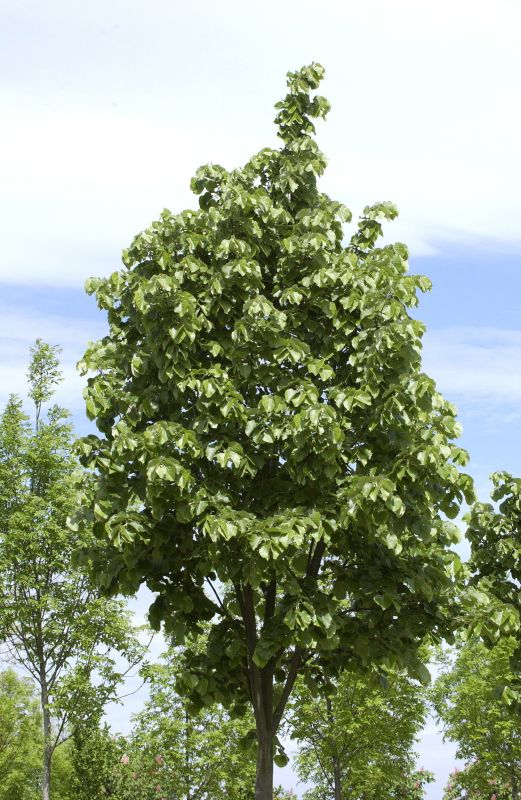 Silberlinde 'Brabant' - Tilia tomentosa 'Brabant'
