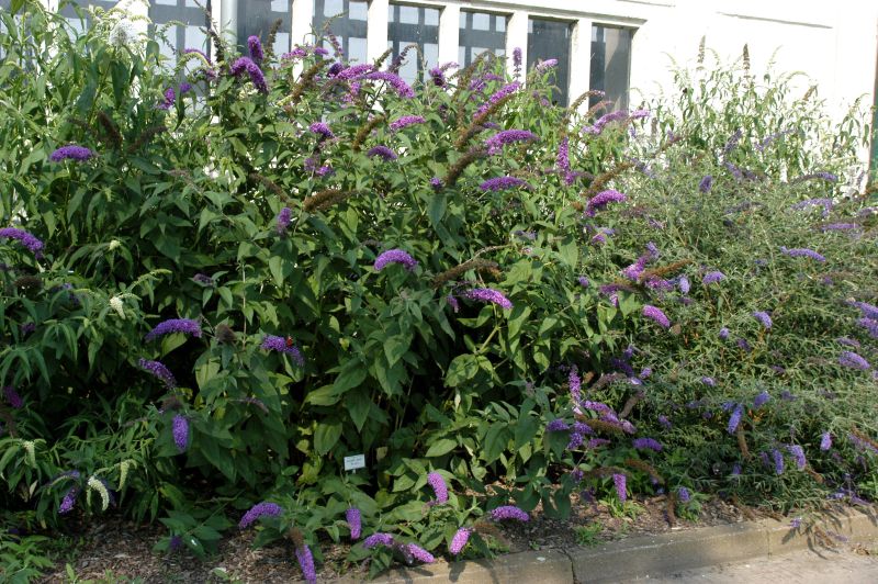 Sommerflieder 'Niobe' - Buddleja 'Niobe'