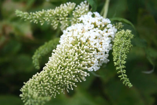 Sommerflieder  / Schmetterlingsflieder 'Peace' - Buddleja 'Peace'