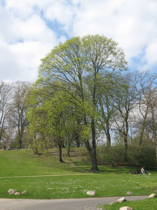 Spitzahorn - Acer platanoides