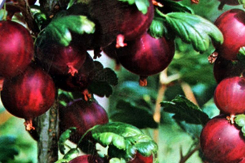 Stachelbeere 'Hinnonmäki rot' - Ribes uva-crispa 'Hinnonmäki rot' CAC