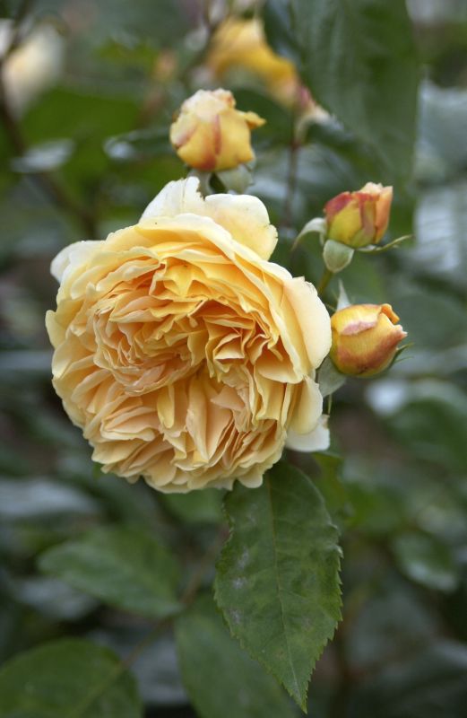 Strauchrose 'Crown Princess Margareta' ® - Rosa 'Crown Princess Margareta' ® STR