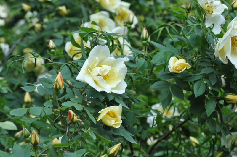 Strauchrose 'Frühlingsgold' - Rosa 'Frühlingsgold' STR