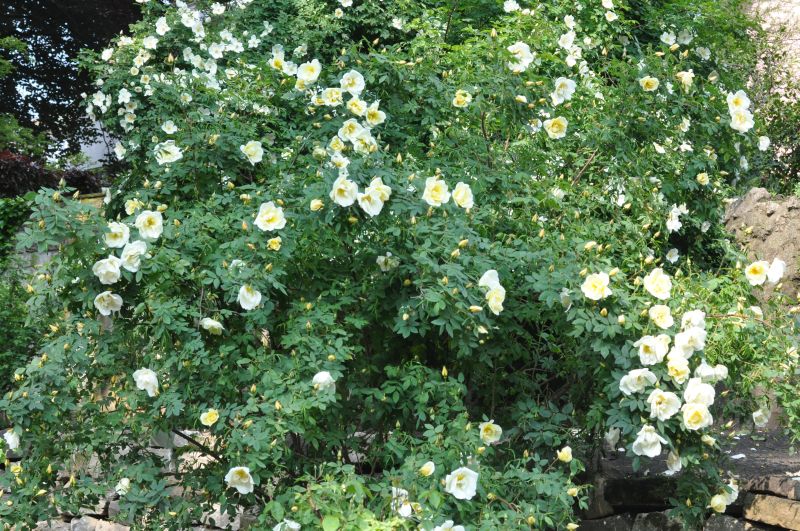 Strauchrose 'Frühlingsgold' - Rosa 'Frühlingsgold' STR