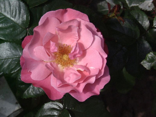 Strauchrose 'IGA 83 München' ® - Rosa 'IGA 83 München' ® STR