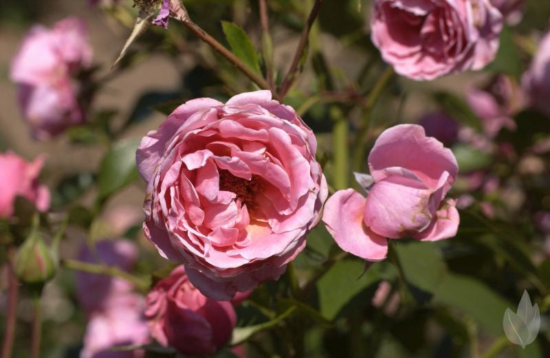 Strauchrose 'König Ludwig Rose' ® - Rosa 'König Ludwig Rose' ® STR
