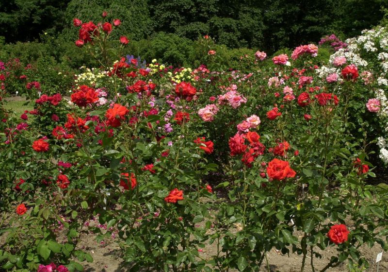 Strauchrose 'Kordes Brillant' ® - Rosa 'Kordes Brillant' ® STR