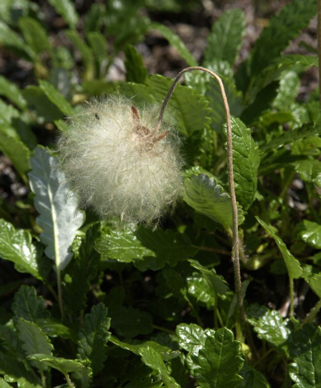 Sündermanns Silberwurz - Dryas x suendermannii