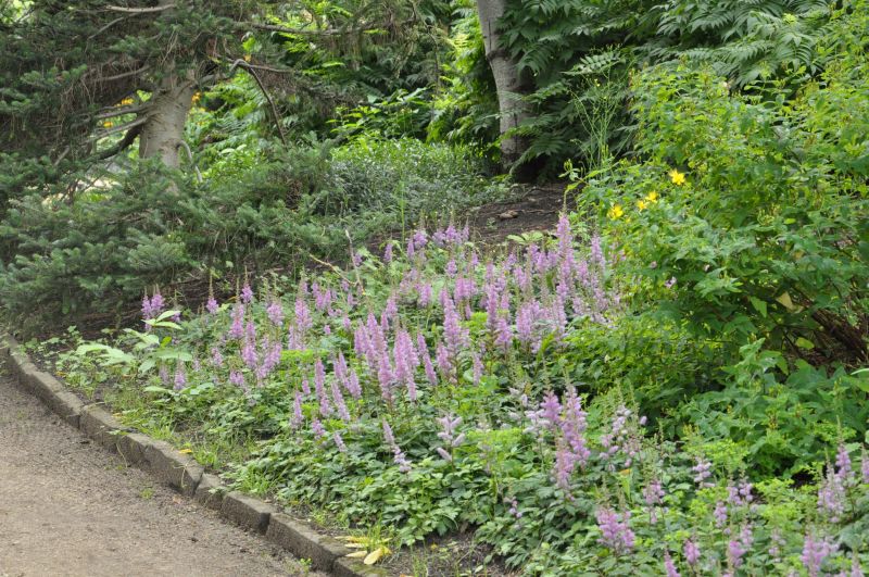 Teppichspiere - Astilbe chinensis var.pumila