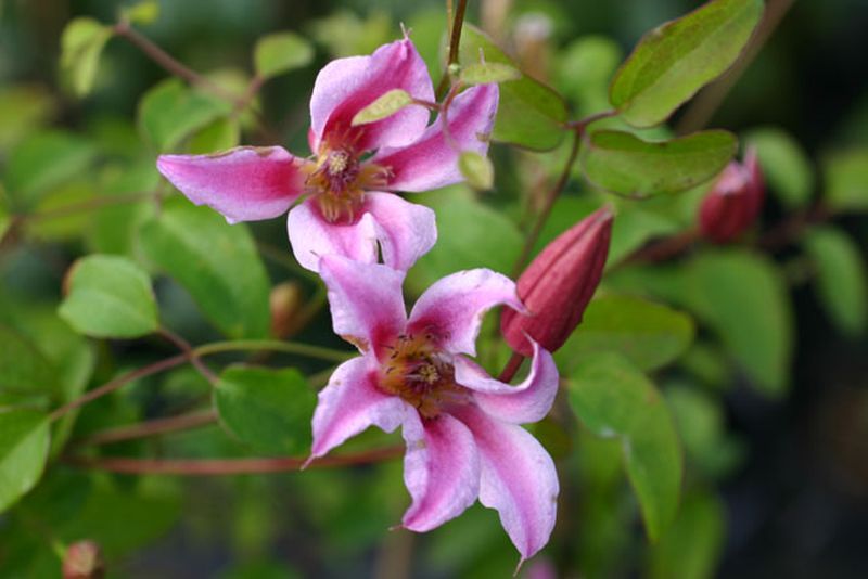 Texas-Waldrebe 'Etoile Rose' - Clematis tex.'Etoile Rose'