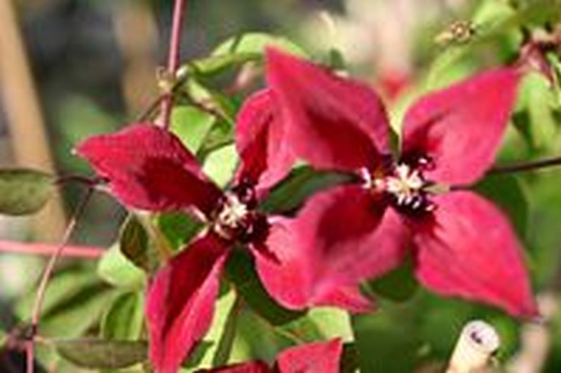 Texas-Waldrebe 'Gravetye Beauty' - Clematis tex.'Gravetye Beauty'