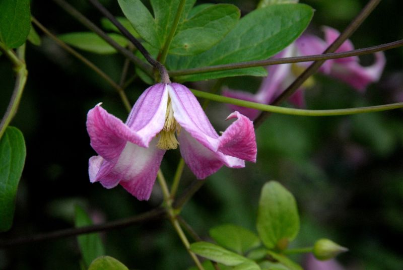 Texas-Waldrebe 'Odoriba' - Clematis tex.'Odoriba'