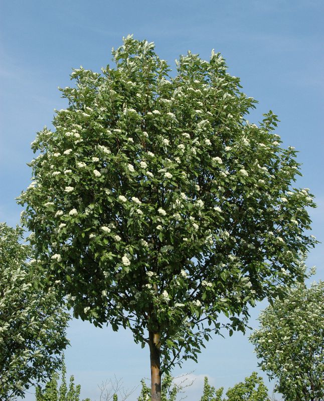 Thüringische Säulen-Eberesche - Sorbus thuringiaca 'Fastigiata'