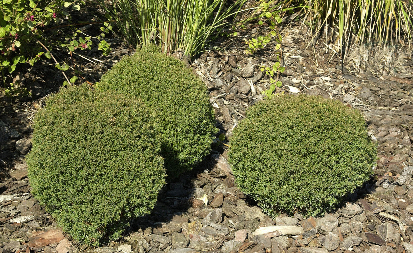 Thuja 'Teddy' / Lebensbaum 'Teddy' - Thuja occidentalis 'Teddy'