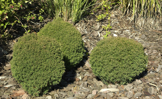 Thuja 'Teddy' /  Lebensbaum 'Teddy' - Thuja occidentalis 'Teddy'