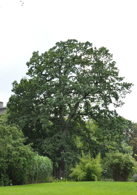 Trauben-Eiche - Quercus petraea