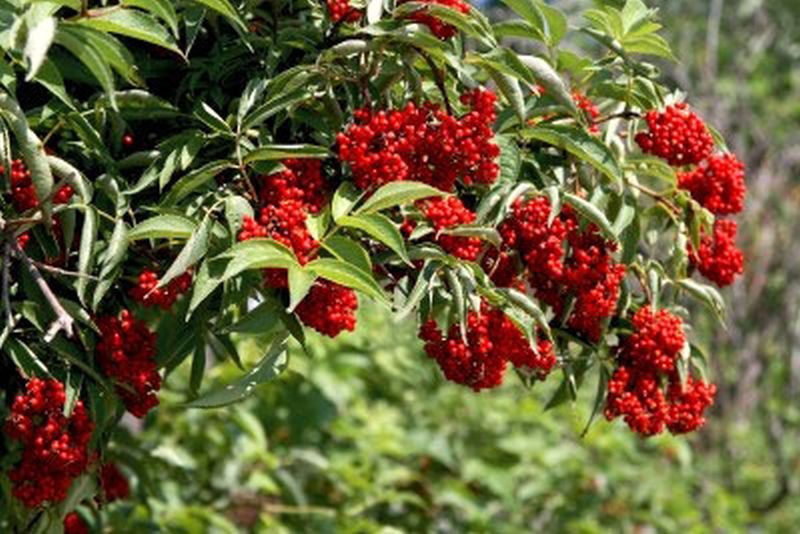 Traubenholunder - Sambucus racemosa